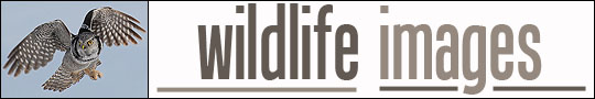 wildlifeheader